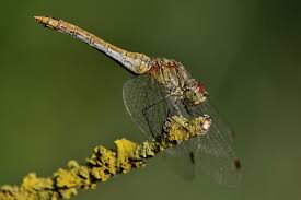 Attēlu rezultāti vaicājumam “Sympetrum sanguineum”