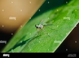 Attēlu rezultāti vaicājumam “Dolichopodidae”