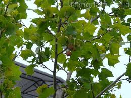 Attēlu rezultāti vaicājumam “Platanus x hispanica (syn. Platanus x acerifolia)”