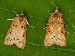 Attēlu rezultāti vaicājumam “Nycteola sp.”