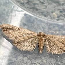 Attēlu rezultāti vaicājumam “Eupithecia tenuiata”