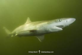 Image result for Rhizoprionodon terraenovae