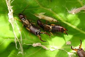 Attēlu rezultāti vaicājumam “Forficula auricularia male”