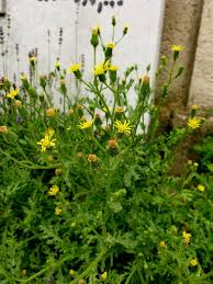 Attēlu rezultāti vaicājumam “Senecio viscosus fruit”