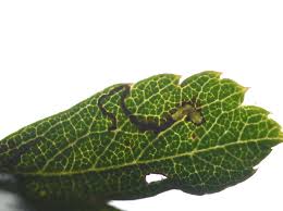 Attēlu rezultāti vaicājumam “Proutia betulina larva”