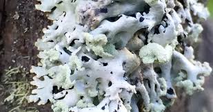 Attēlu rezultāti vaicājumam “Hygrohypnum luridum sporophyte”