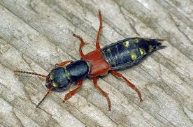 Attēlu rezultāti vaicājumam “Staphylinus erythropterus”