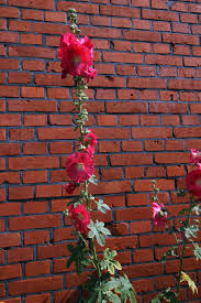 Image result for Stockrose