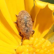 Attēlu rezultāti vaicājumam “Larinus sp.”