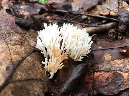 Attēlu rezultāti vaicājumam “Ramariopsis kunzei”