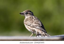 Image result for Petronia petronia