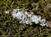 Attēlu rezultāti vaicājumam “Diderma spumarioides sessile”