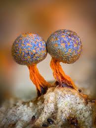 Attēlu rezultāti vaicājumam “Cribraria tenella macro”