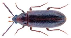 Attēlu rezultāti vaicājumam “Melandryidae”