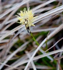 Attēlu rezultāti vaicājumam “Carex caryophyllea flower”