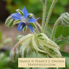 Attēlu rezultāti vaicājumam “Borago officinalis leaf”