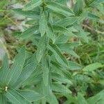 Attēlu rezultāti vaicājumam “Inula salicina leaf”