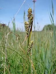Attēlu rezultāti vaicājumam “Carex buxbaumii”
