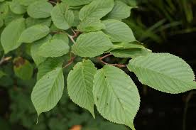 Attēlu rezultāti vaicājumam “Cerasus leaf”