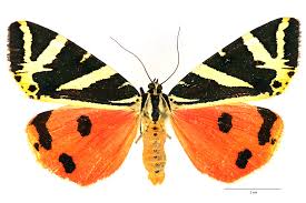 Attēlu rezultāti vaicājumam “Coscinia cribraria imago”