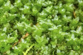 Attēlu rezultāti vaicājumam “Mnium hornum sporophyte”