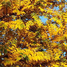 Attēlu rezultāti vaicājumam “Ulmus x hollandica”