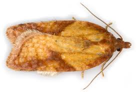 Attēlu rezultāti vaicājumam “Acleris aspersana”