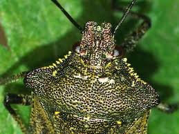 Attēlu rezultāti vaicājumam “Troilus luridus”