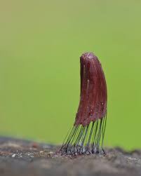 Attēlu rezultāti vaicājumam “Stemonitis flavogenita stalked”