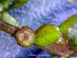 Attēlu rezultāti vaicājumam “Elatinaceae”