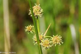 Attēlu rezultāti vaicājumam “Juncus effusus”
