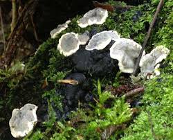 Attēlu rezultāti vaicājumam “Kretzschmaria deusta”