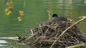 Attēlu rezultāti vaicājumam “Fulica atra nest”
