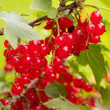 Attēlu rezultāti vaicājumam “Ribes rubrum fruit”