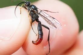 Attēlu rezultāti vaicājumam “Diphyus latebricola”