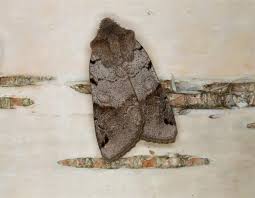 Attēlu rezultāti vaicājumam “Agrochola litura”