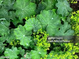 Image result for Alchemilla vulgaris