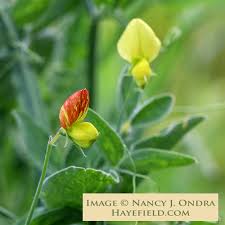 Attēlu rezultāti vaicājumam “Lathyrus sylvestris bud”