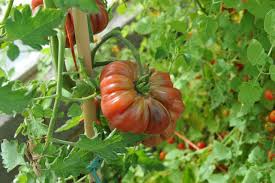 Afbeeldingsresultaat voor purple calabash tomato