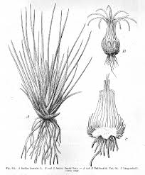 Attēlu rezultāti vaicājumam “Isoetaceae”
