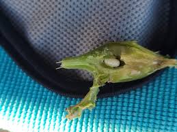 Attēlu rezultāti vaicājumam “Urophora cardui”