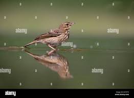 Attēlu rezultāti vaicājumam “Anthus trivialis adult”