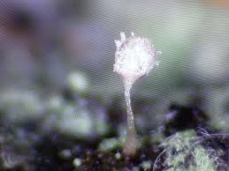 Attēlu rezultāti vaicājumam “Didymium nigripes young”