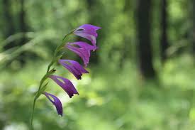 Attēlu rezultāti vaicājumam “Laserpitium pruthenicum”