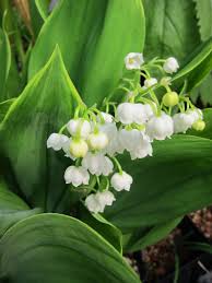 Attēlu rezultāti vaicājumam “Convallaria majalis leaf”