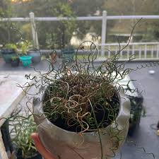 Attēlu rezultāti vaicājumam “Juncus alpinoarticulatus leaf”