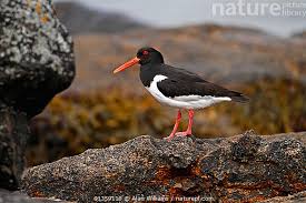 Attēlu rezultāti vaicājumam “Haematopus ostralegus”