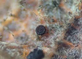 Attēlu rezultāti vaicājumam “Sawadaea tulasnei”