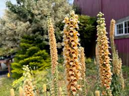 Image result for Digitalis ferruginea