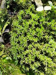 Attēlu rezultāti vaicājumam “Timmia megapolitana”